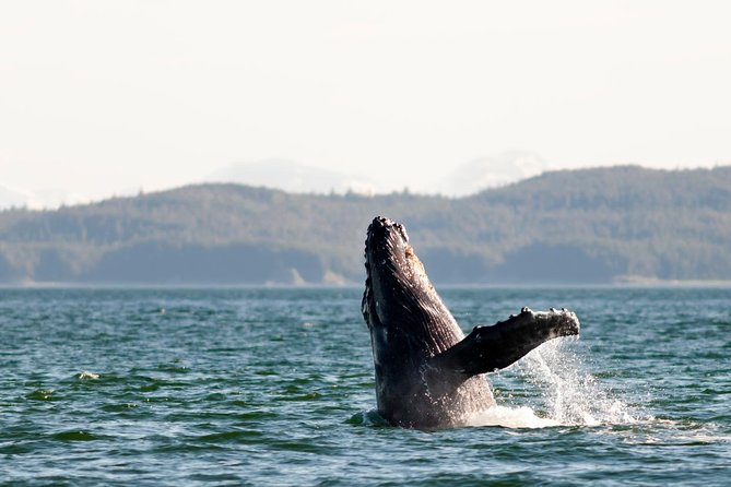 Juneau Wildlife Whale Watching - Boat Trip Overview