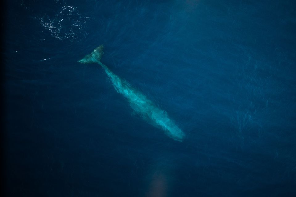 Kaikoura: 40-Minute Whale Watching Flight With Commentary