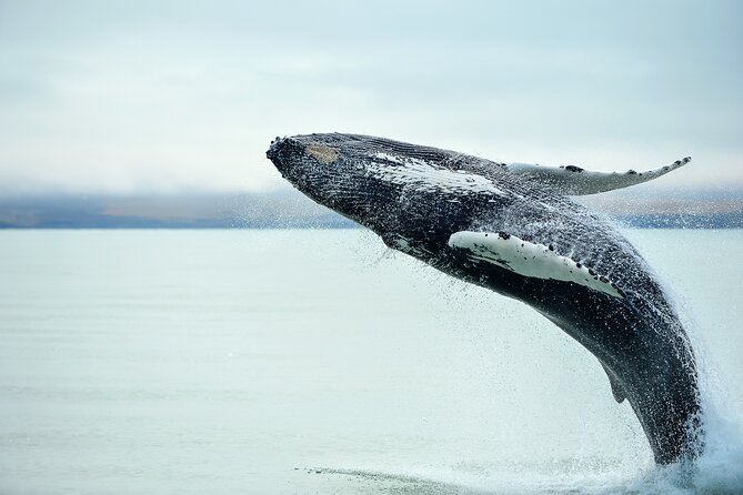 Kaikoura Day Trip From Christchurch (Small Group & Carbon Neutral)