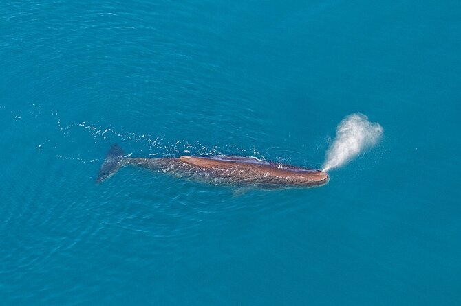 Kaikoura Helicopters Extended Whale Watch Flight