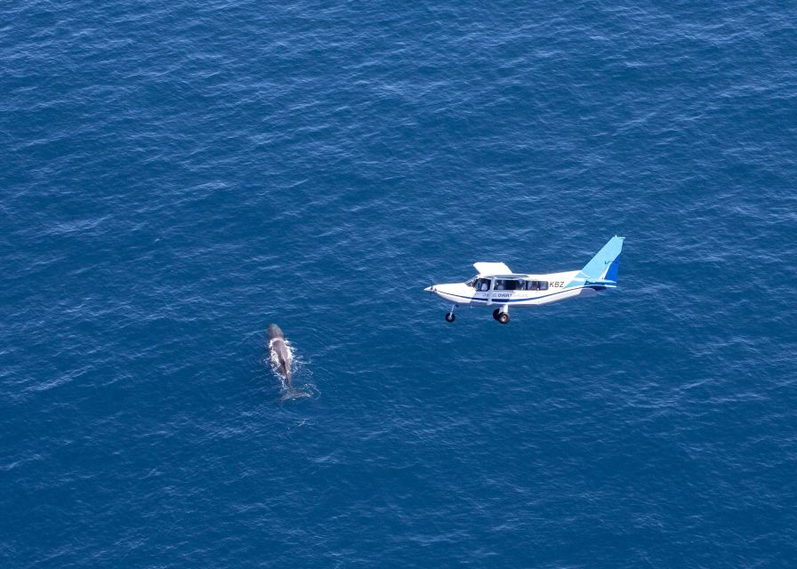 Kaikoura: Premium Whale Watching Flight