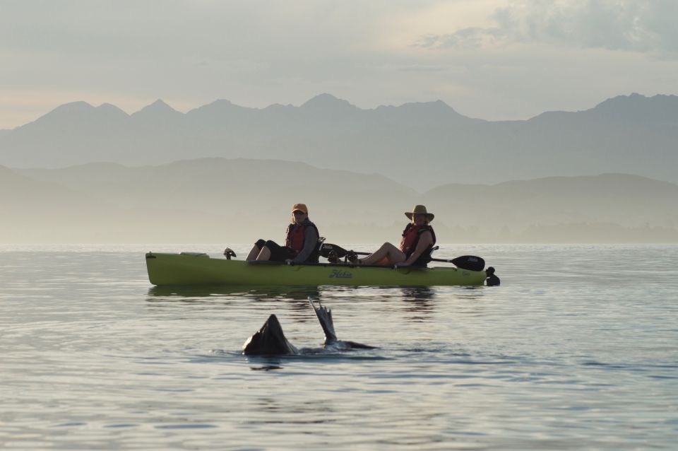 Kaikoura: Seal-Watching Pedal Kayak Tour