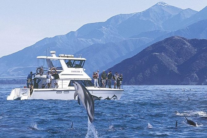 Kaikoura Swim With Dolphins Tour From Christchurch