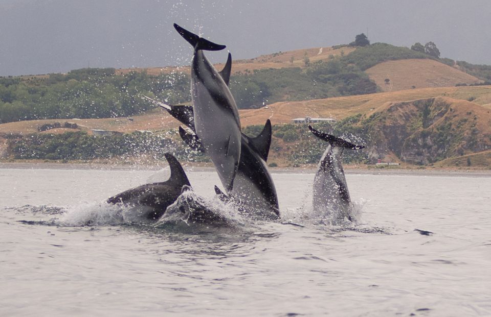 Kaikoura: Wildlife Kayaking Tour at Sunset