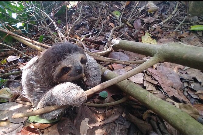 Kayak and Sloth Watching Tour.