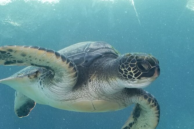 Kayak and Snorkel: Maui West Shore