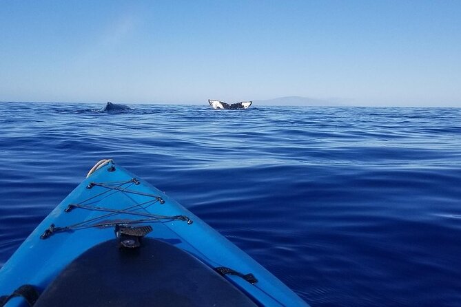 Kayak and Snorkel - South Shore Turtle - Tour Overview and Experience