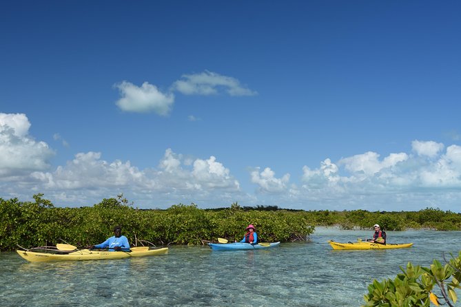 Kayak Eco Tour