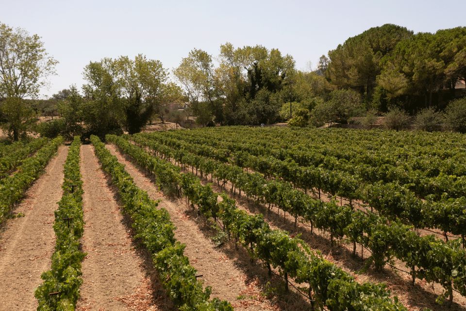 Kefalonia Wine Adventure in 3 Wineries With Tastings