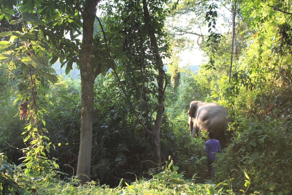 Khao Sok: Unique Dawn Ethical Elephant Sanctuary Experience