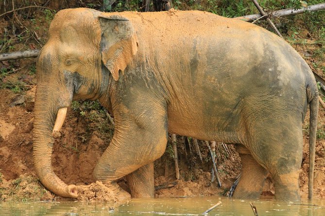 Khao Sok Wildlife 2 Days - Overview of the Tour