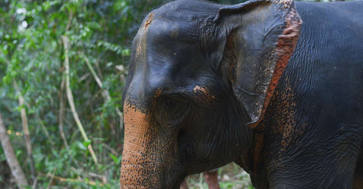 Khaolak Ethical Elephant Sanctuary Overnight Program