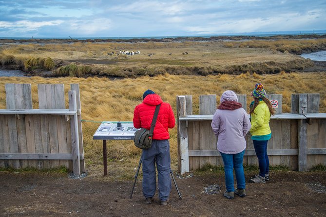 King Penguin – Tierra Del Fuego Island