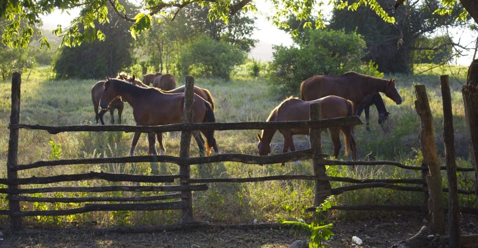 Kingston: Horseback Ride and Swim Excursion