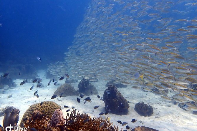 Koh Chang Dive Trip Including 3 Dives (Start at Koh Chang)