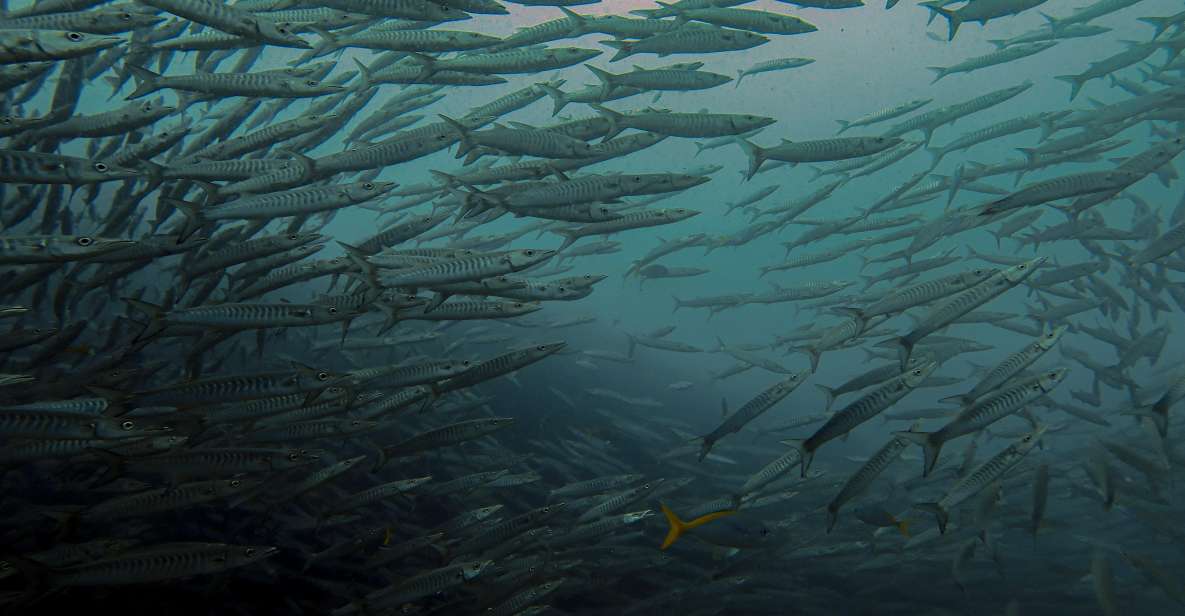 Koh Samui: Dive Trip Experience in Koh Tao