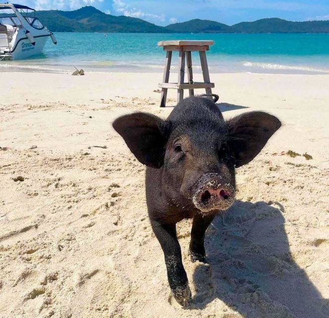 Koh Samui: Private Longtail Tour to Koh Mat Sum (Pig Island) - Tour Overview