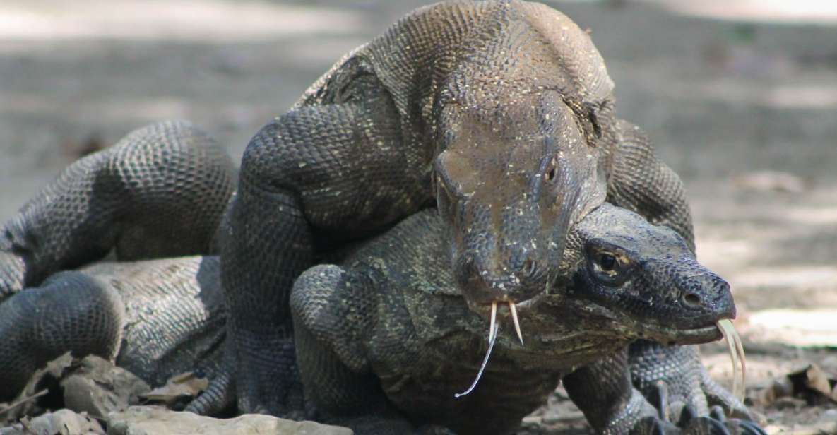 Komodo Island Tour: 3Days 2Nights