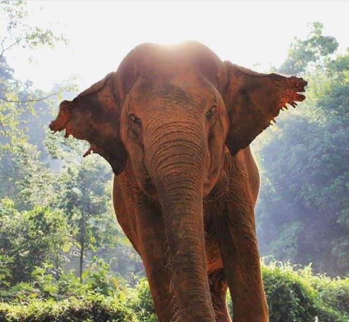 Krabi: Unique Dusk Ethical Elephant Sanctuary Experience