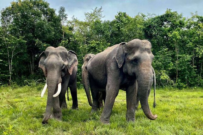 Kulen Elephant Forest and Tonle Sap Lake by Private Tour