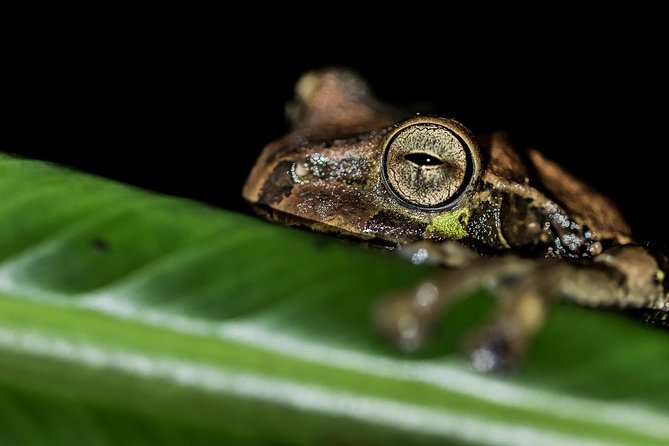 La Fortuna Frogs and Wildlife Night Tour