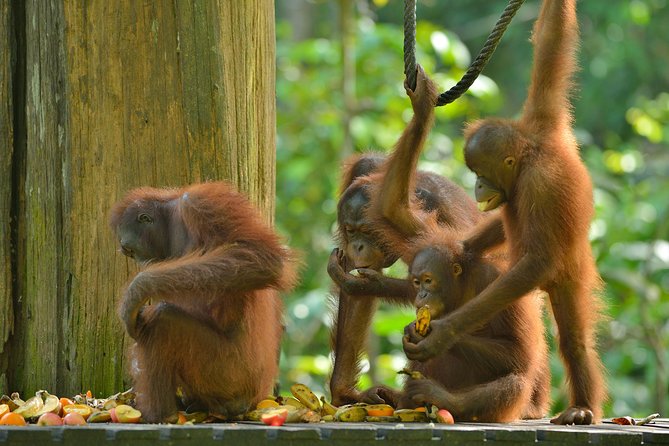 Labuk Proboscis, Sepilok, Sun Bear, Sandakan City Tour & Lunch