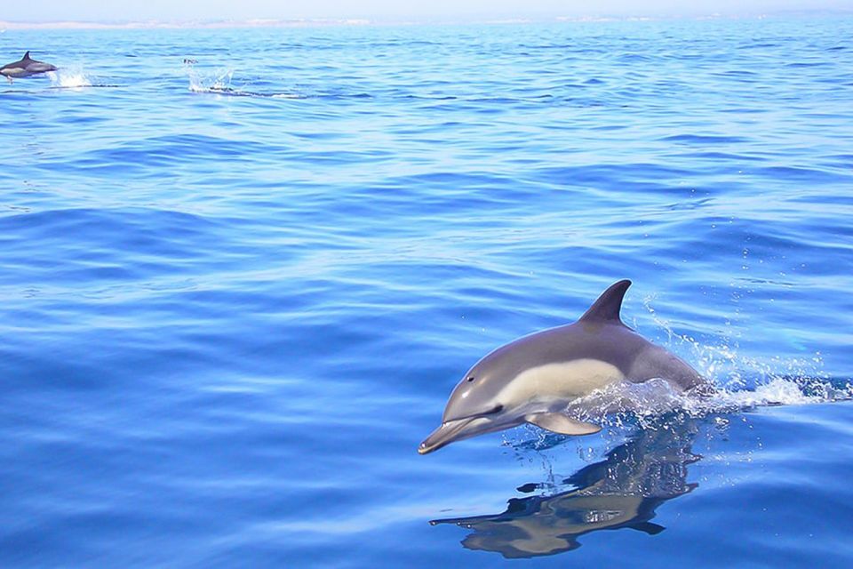 Lagos: Dolphin Watching With Professional Marine Biologists