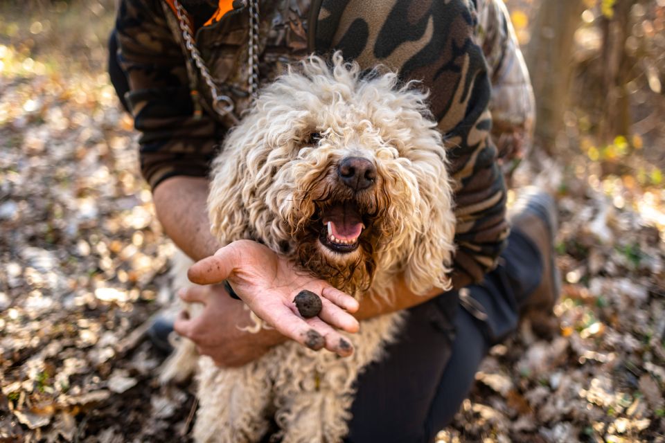 Langhe: Sunset Truffle Hunting With Tasting and Wine