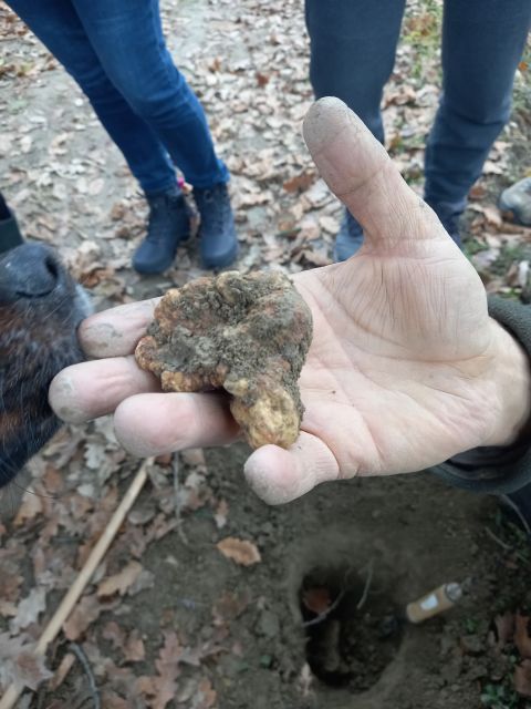 Langhe: Truffle Hunting Experience