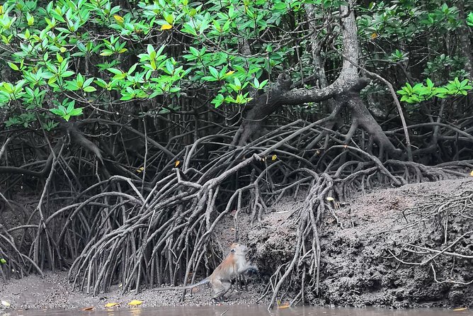 Langkawi Half Day Mangrove Tour – Sharing Basis