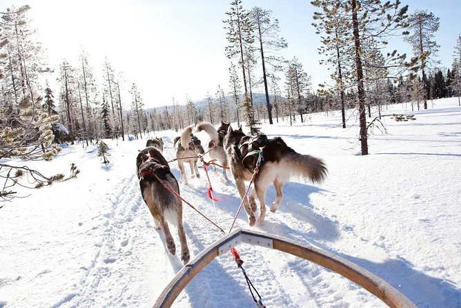 Lapland Husky Safari From Saariselkä