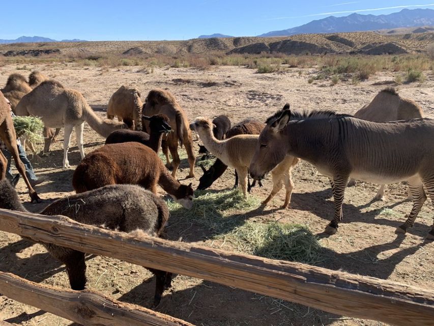 Las Vegas: Camel Safari Zoo Safari Tram Tour