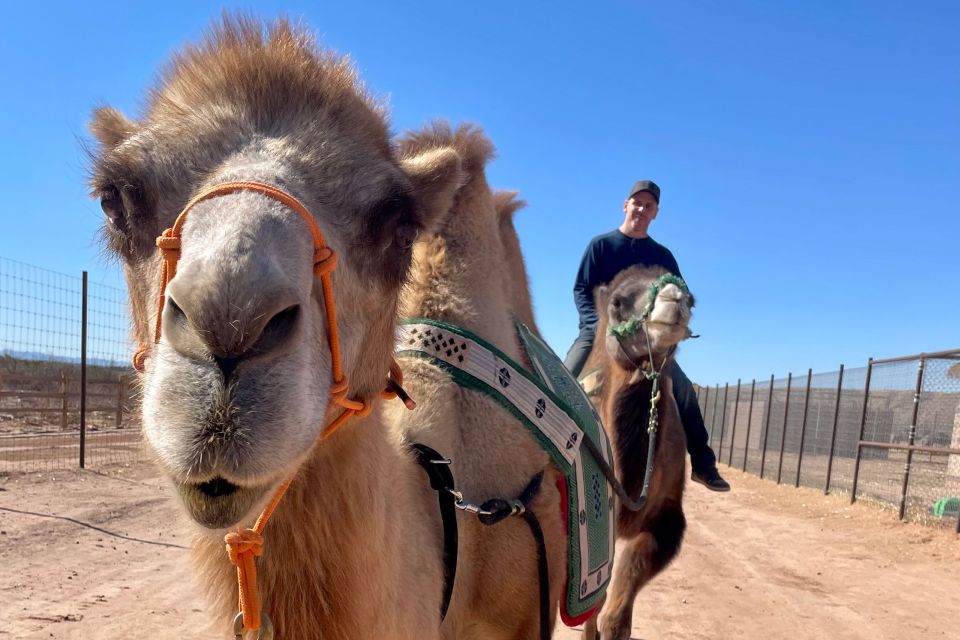 Las Vegas: Desert Camel Ride - Overview of the Experience