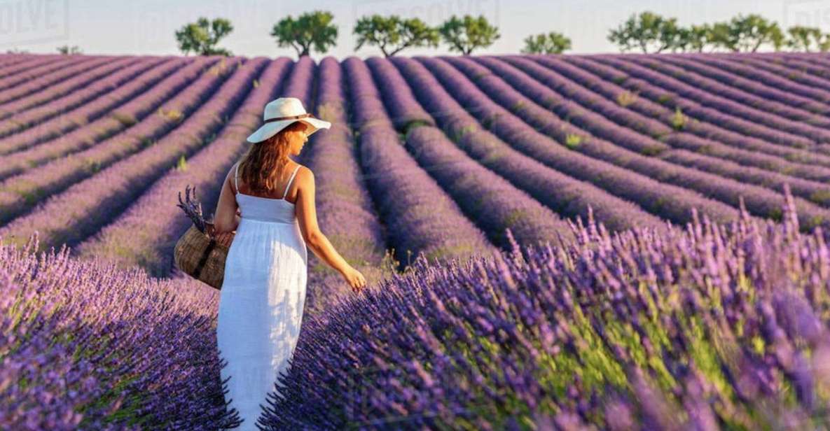 Lavender Fields Tour