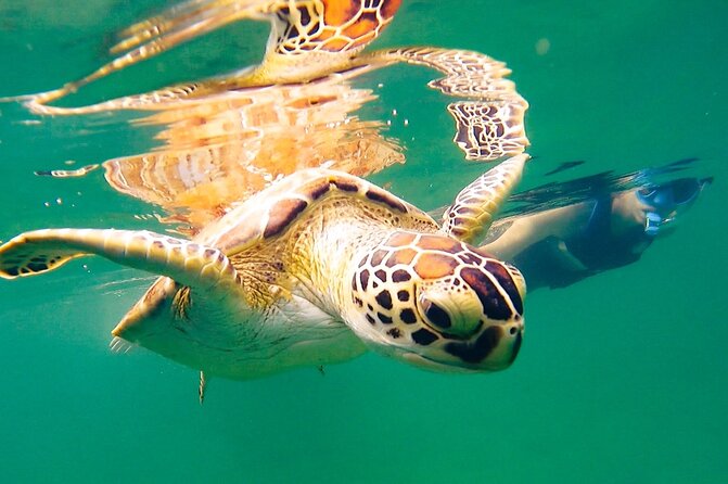 Learn to Snorkel With Fish and Turtles