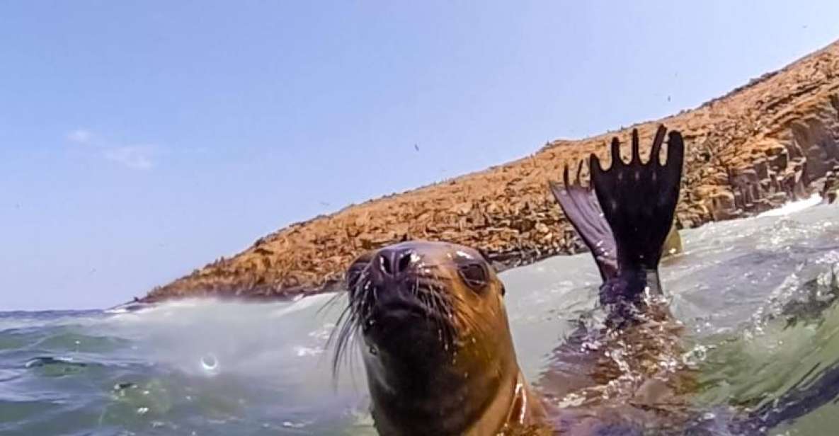 Lima: Palomino Islands Speedboat Tour & Swim With Sea Lions