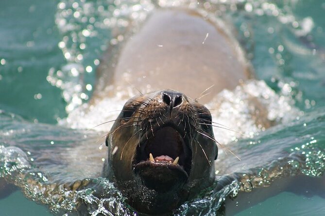 Lima Peru Sea Lions, History and Palomino Callao Islands