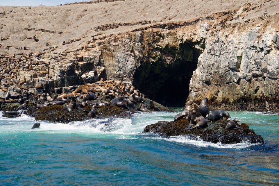 Lima: Sea Lion Swim and Wildlife Palomino Islands Cruise - Overview and Pricing