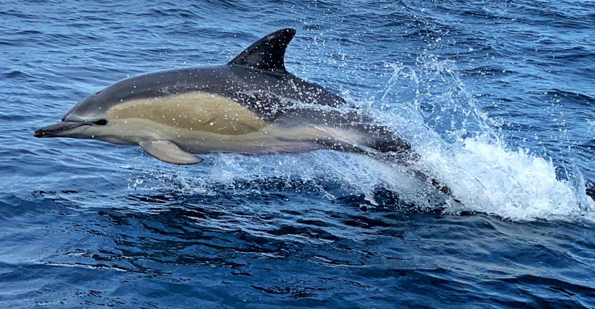 Lisbon: Dolphin Watching Boat Tour