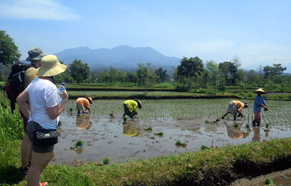 Lombok Rice Field Walking Tour