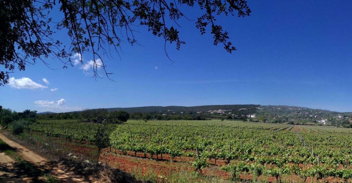 Loulé: Quinta Da Tôr Winery Guided Tour and Wine Tasting