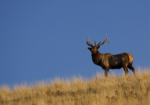 Luxury Private Half-Day Grand Teton National Park Tour