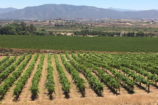 Luxury Private Wine Tasting Tour to Guadalupe Valley From San Diego