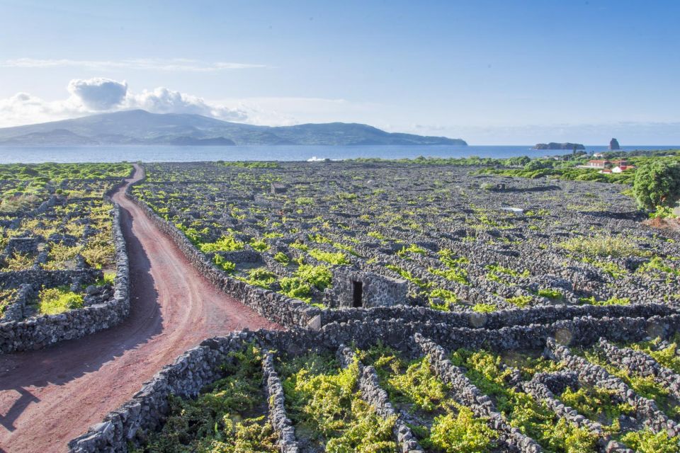 Madalena: UNESCO Heritage Vineyard Trail Hiking Tour