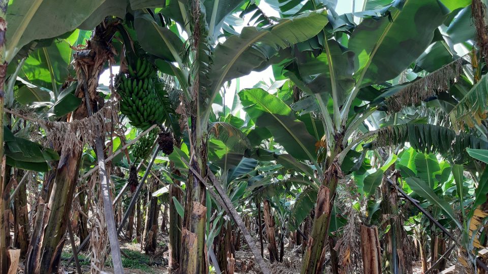 Madeira: Private Banana Farm Tour With Pickup