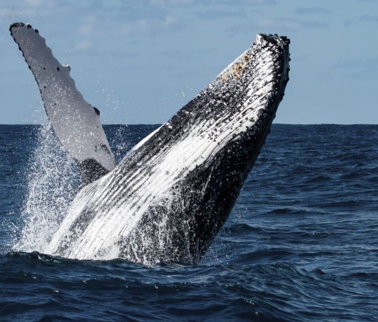 Magdalena Bay: Grey Whale Encounter - Transportation and Accommodation