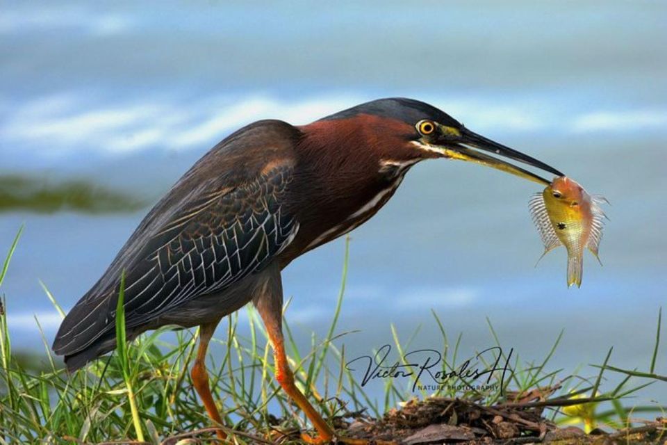 Mahahual: Costa Maya Birdwatching Experience