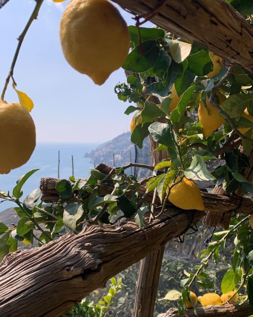 MAIORI: Easy Private Hiking Trail • Path of Lemons