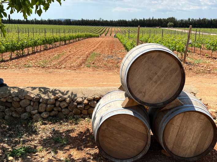 Mallorca: Discover the Secret Treasures of the Local Wine - Tour Overview