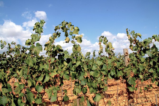 Mallorca Wine Tours - Winery Visits and Tastings